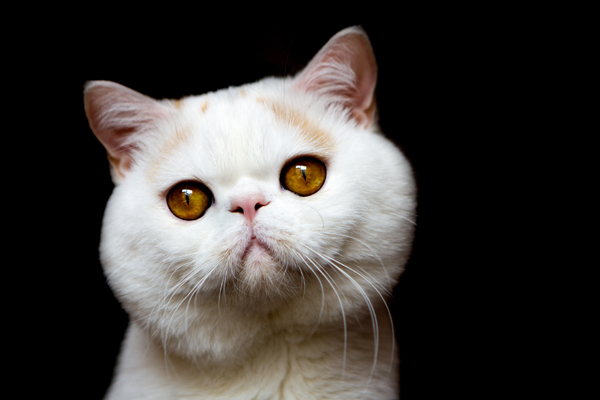 哪種貓砂比較好 常用的幾款貓砂的特點