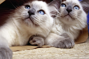 暹羅貓怎么用尾巴表達(dá)心情 暹羅貓的尾巴表達(dá)什么