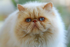 波斯貓掉毛怎么辦 波斯貓掉毛的原因和應(yīng)對方法