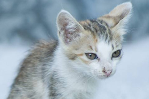 養(yǎng)小貓注意事項(xiàng)有哪些