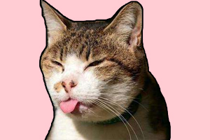 貓?zhí)蛉耸鞘裁匆馑? / data-4PEh=