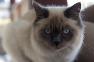 伯曼貓?jiān)趺醋o(hù)理 伯曼貓的護(hù)理方法