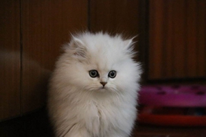 金吉拉貓幼貓怎么喂養(yǎng)