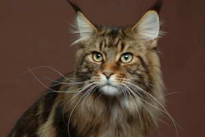 如何喂養(yǎng)緬因貓