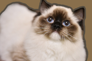 布偶貓怎么喂養(yǎng)