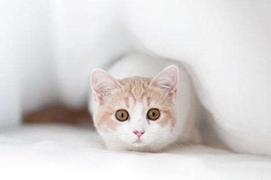 貓咪食具怎么選 貓咪食具挑選方法