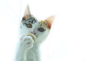 貓咪夏天食欲差怎么辦