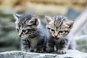 如何喂養(yǎng)小貓咪