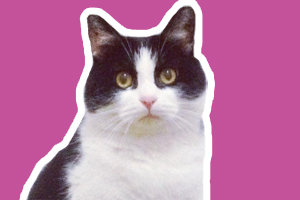 土貓怎么養(yǎng)肥