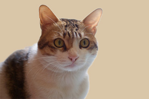 貓咪吃水果好不好