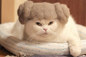 養(yǎng)貓掉毛吃什么