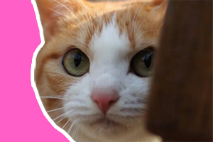 土貓怎么養(yǎng)