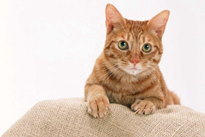 小貓咪如何剪爪子