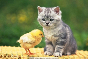 小貓咪怎么洗澡