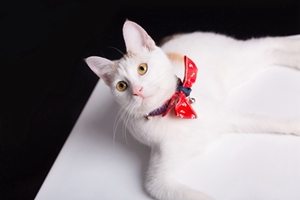 家里養(yǎng)貓要注意什么 家里養(yǎng)貓注意事項