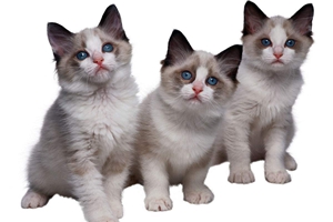 布偶貓不吃東西怎么辦