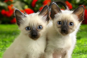 暹羅貓怎么喂養(yǎng)