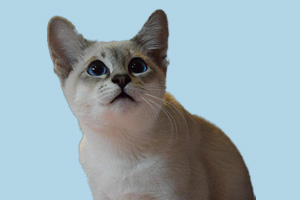 暹羅貓怎么養(yǎng)