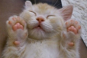 貓肉墊有什么作用 貓肉墊的五大功能