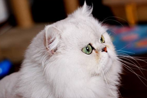 貓貓的淚痕怎么處理