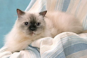 小貓冬天怎么養(yǎng)