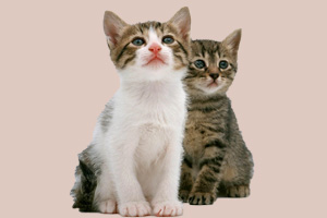 怎樣養(yǎng)貓咪沒有味道