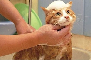 如何給小貓咪洗澡