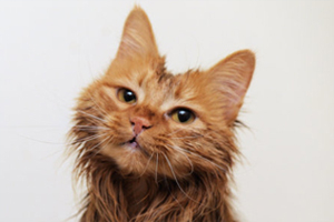 貓洗澡后怎么吹干