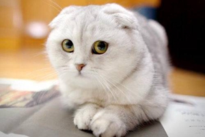 蘇格蘭折耳貓怎么洗澡