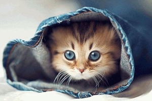 貓咪冬天要注意什么