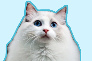 布偶貓怎么養(yǎng)才能胖