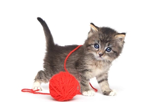 貓咪補(bǔ)鈣吃什么好