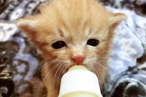 小貓?jiān)趺聪丛? / data-D3q8=