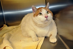 如何幫貓咪減肥 貓咪減肥小妙招