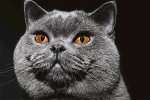 英短貓吃什么發(fā)腮