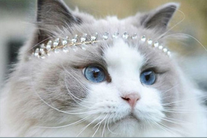 布偶貓掉毛嚴(yán)重怎么辦