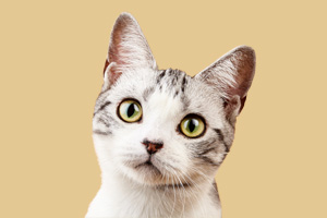 美國短毛貓怎么喂養(yǎng)