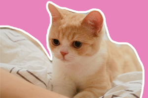 貓咪踩奶是什么意思