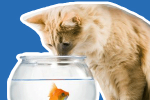 貓吃魚為什么不怕刺