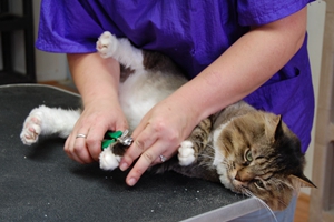 如何給小貓咪剪指甲