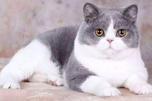 英短貓吃什么毛發(fā)會(huì)長(zhǎng)得好