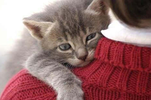 貓踩奶要注意什么 貓踩奶的注意事項