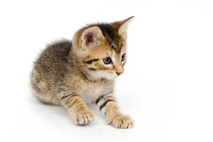 怎么給小貓刷牙