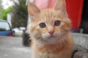 夏天怎么給小貓降溫