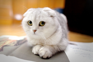 折耳貓不能吃什么