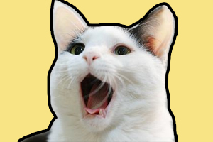 貓咪晚上一直叫怎么辦