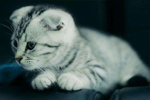 折耳貓怎么養(yǎng)