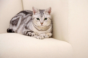 貓咪嘴巴臭吃什么