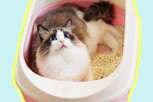 貓貓吃貓砂怎么辦