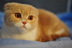 蘇格蘭折耳貓怎么養(yǎng)